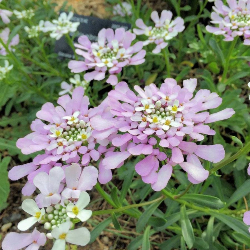 Gibraltar Candytuft Iberis gibraltarica